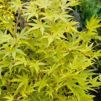 Japanese Maple - 13cm
Japanese Maple - 13cm