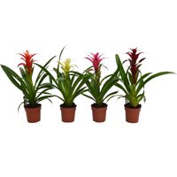Guzmania mix - 12cm
Guzmania mix - 12cm