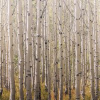 Grandeco Life Digital Mural Birch Tree - Multi
Grandeco Life Digital Mural Birch Tree - Multi