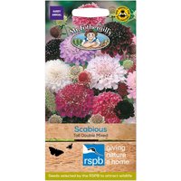 Mr. Fothergill's Scabious Tall Double Mixed Seeds
Mr. Fothergill's Scabious Tall Double Mixed Seeds