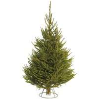 5-6ft Norway Spruce Real Cut Christmas Tree
5-6ft Norway Spruce Real Cut Christmas Tree