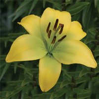 Classic Joy' Asiatic Lily - 1.5L
Classic Joy' Asiatic Lily - 1.5L