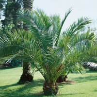 Canary Island Date Palm - 18cm
Canary Island Date Palm - 18cm