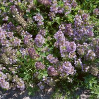 Lemon Thyme - 1L
Lemon Thyme - 1L