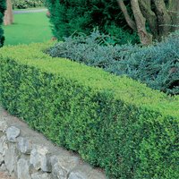 6 Pack of Buxus'
6 Pack of Buxus'