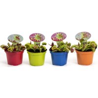 Venus Fly Trap (Multiple Options Available)
Venus Fly Trap (Multiple Options Available)