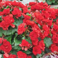 Betulia - 23cm
Betulia - 23cm