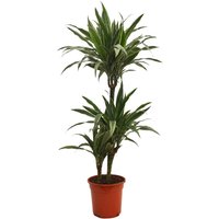 Dracaena deremensis Warneckei
Dracaena deremensis Warneckei