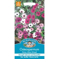 Mr. Fothergill's Osteospermum Daisy-Mae Mixed (Osteospermum Ecklonis) Seeds
Mr. Fothergill's Osteospermum Daisy-Mae Mixed (Osteospermum Ecklonis) Seeds