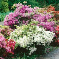 Evergreen Azalea - 5L
Evergreen Azalea - 5L