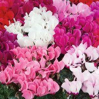Mini Cyclamen (Cyclamen persicum hybrid Mixed) Plant
Mini Cyclamen (Cyclamen persicum hybrid Mixed) Plant