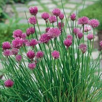 Chives - 1L
Chives - 1L