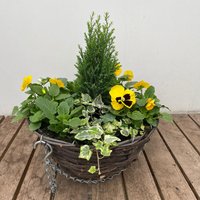 Autumn Hanging Basket Mixed - 30cm
Autumn Hanging Basket Mixed - 30cm