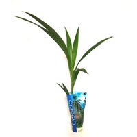 Cocos Nucifera in Giftbag 
Cocos Nucifera in Giftbag