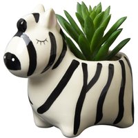 Succulent In Zebra Pot
Succulent In Zebra Pot
