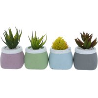 Succulents in Square Pots
Succulents in Square Pots