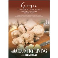 Country Living Ginger Zingiber Officinale
Country Living Ginger Zingiber Officinale