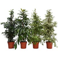 Ficus mix 27cm
Ficus mix 27cm