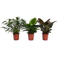 Philodendron Mix 27cm 
Philodendron Mix 27cm