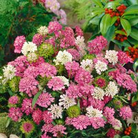 Iberis Candytuft 1L
Iberis Candytuft 1L