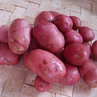 Desiree' Seed Potato - 1.5kg
Desiree' Seed Potato - 1.5kg