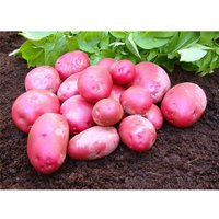 Seed Potato 'Red Duke Of York'
Seed Potato 'Red Duke Of York'