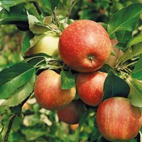 James Grieve Apple 7.5L
James Grieve Apple 7.5L
