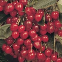 Cherry 'Stella' 7.5L Fruit Plant
Cherry 'Stella' 7.5L Fruit Plant