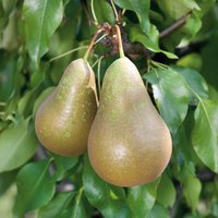 Pear 'Conference' 7.5L Fruit Plant
Pear 'Conference' 7.5L Fruit Plant