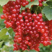 Redcurrant OW 2L Fruit Plant
Redcurrant OW 2L Fruit Plant