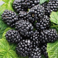 Blackberry OW 2L Fruit Plant
Blackberry OW 2L Fruit Plant