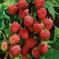 Raspberry OW2L Fruit Plant
Raspberry OW2L Fruit Plant