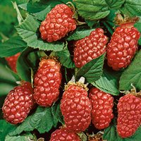 Loganberry OW 2L Fruit Plant
Loganberry OW 2L Fruit Plant