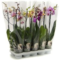 Phalaenopsis Orchid - 12cm (2 Spike)
Phalaenopsis Orchid - 12cm (2 Spike)