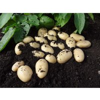 Seed Potato Jazzy 1.5Kg
Seed Potato Jazzy 1.5Kg