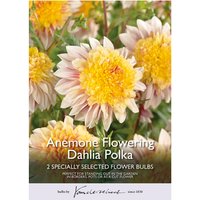 Anemone Flowering Dahlia Polka
Anemone Flowering Dahlia Polka