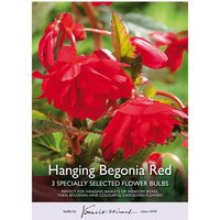Hanging Begonia Red
Hanging Begonia Red