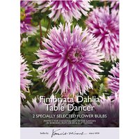 Fimbriata Dahlia Table Dancer
Fimbriata Dahlia Table Dancer