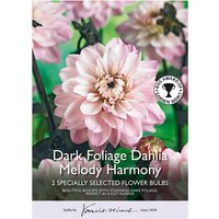Dark Foliage Dahlia Melody Harmony Flower Bulbs
Dark Foliage Dahlia Melody Harmony Flower Bulbs