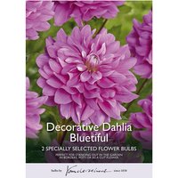 Decorative Dahlia Bluetifull Flower Bulbs
Decorative Dahlia Bluetifull Flower Bulbs