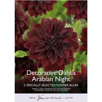 Decorative Dahlia Arabian Night
Decorative Dahlia Arabian Night