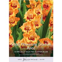 Small Flowering Gladioli Alice
Small Flowering Gladioli Alice