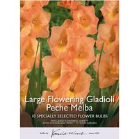 Large Flowering Gladioli Peche Melba Flower Bulbs
Large Flowering Gladioli Peche Melba Flower Bulbs
