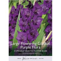 Large Flowering Gladioli Purple Flora
Large Flowering Gladioli Purple Flora