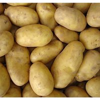 'Charlotte' Seed Potato - 1.5kg
'Charlotte' Seed Potato - 1.5kg