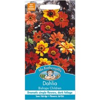 Mr. Fothergill's Dahlia Bishops Children Seeds
Mr. Fothergill's Dahlia Bishops Children Seeds