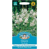 Mr. Fothergill's Gaura The Bride Seeds
Mr. Fothergill's Gaura The Bride Seeds