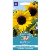 Mr. Fothergill's Sunflower Soleo F1 Seeds
Mr. Fothergill's Sunflower Soleo F1 Seeds