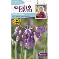 SR Allium Cernuum
SR Allium Cernuum