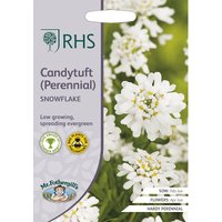 RHS Candytuft Snowflake
RHS Candytuft Snowflake